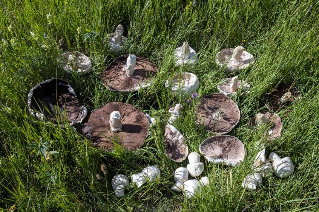 Yağmurdan sonra şaşırtan manzara: Böylesi görülmedi! 40 cm çapında, köylüler bile hayrete düştü 6